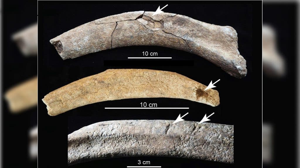 37.000 yıllık mamut kesim alanı, Kuzey Amerika'daki insanların en eski kanıtı olabilir. 3 Mamut kaburgalarinda olasi kasap izleri.