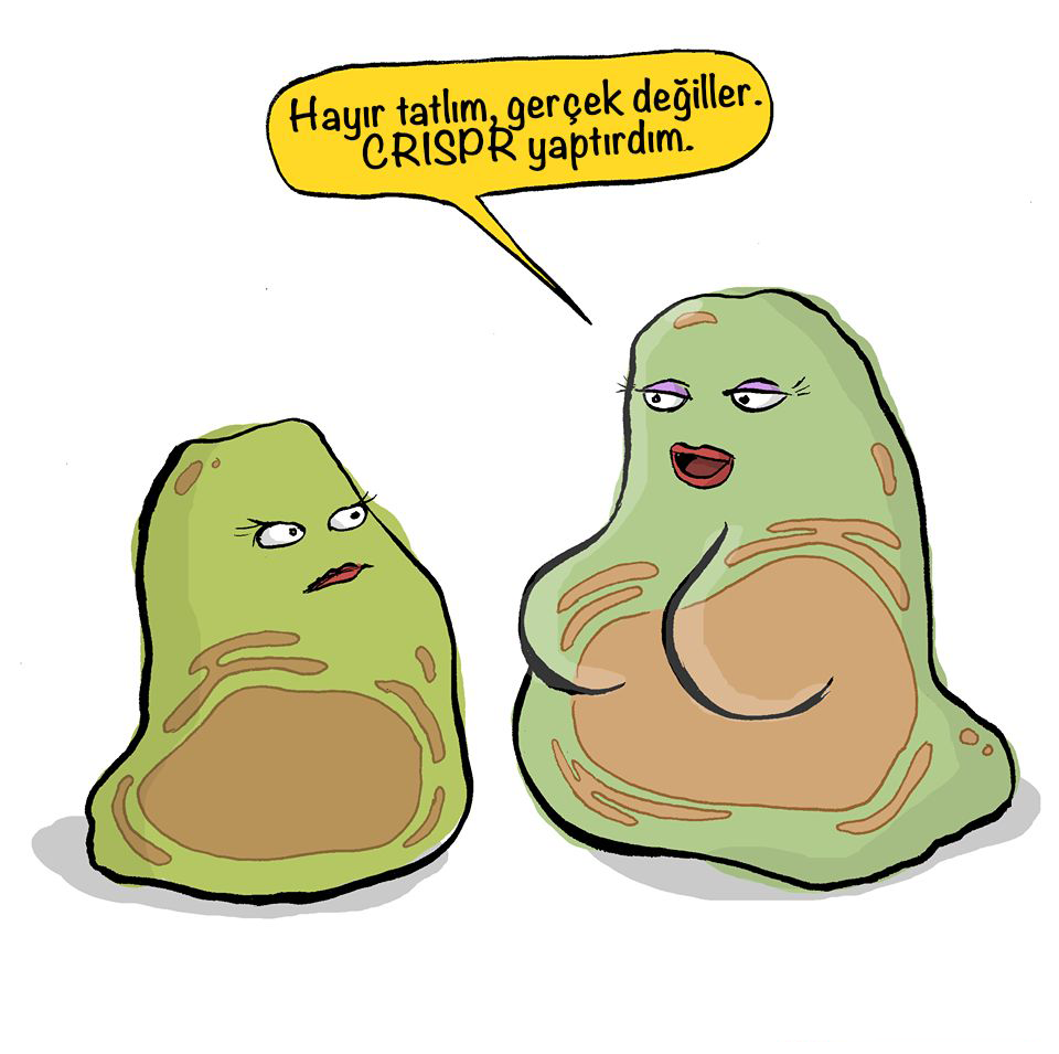 CRISPR-Cas9 Teknolojisi: Genetik Mühendislikteki Devrim 4 64adcaa8963bed65ee4dd36aea3e3e97