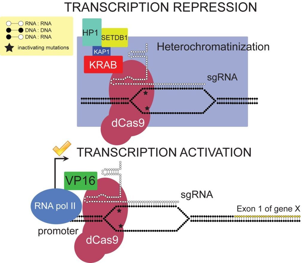 CRISPR-Cas9 Teknolojisi: Genetik Mühendislikteki Devrim 2 CRISPR effectors.pdf