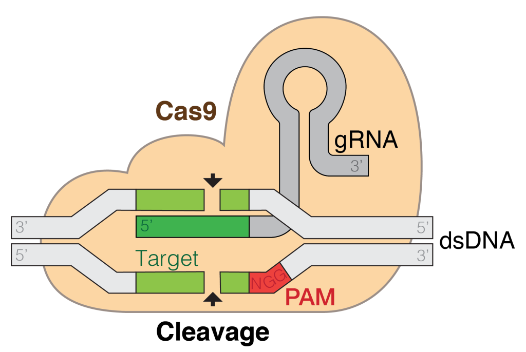 CRISPR-Cas9 Teknolojisi: Genetik Mühendislikteki Devrim 3 crispr 021